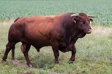 Rotes Höhenvieh Bulle