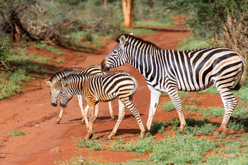 Zebra crossing