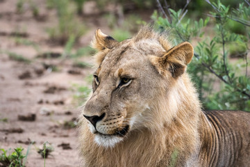 Lion