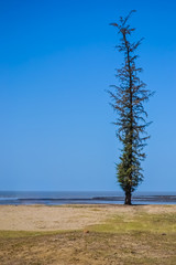 Fototapeta na wymiar Pine Trees on the Beach
