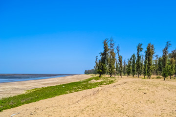 Pine Trees on the Beach