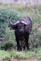 Buffalo cow