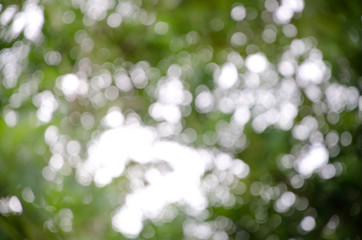 Abstract Blur Bokeh of green tree background
