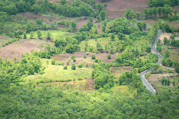 Panorama view of green land with sunlight covered by tree and bush nearby countryside road.