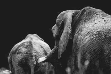 Couple of elephants walking in the Savannah