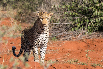 Leopard