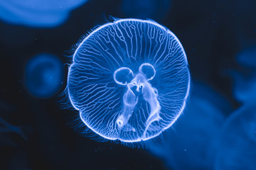 Beautiful jellyfish swimming in the water