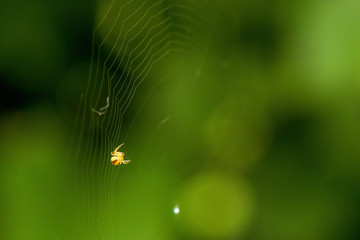 Close up yellow spider building on a web over green bokeh background, macro