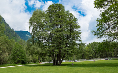 Fototapeta premium Parkbäume