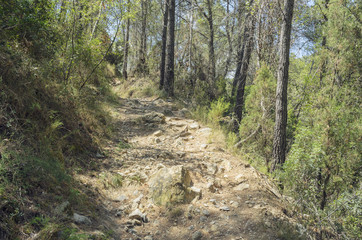 Mediterranean forest. Hiking trail - La Bojera -, in the town of Montanejos. Region of Castellon (Valencia - Spain). Mountain tourism. Big trees give shadow to this area of the path. Holidays in Spain