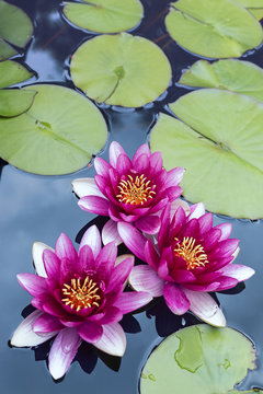A group of pink pond lilies