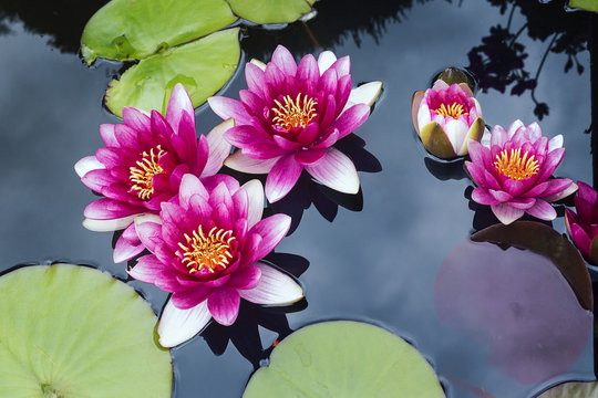 A group of pink pond lilies