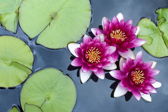 A group of pink pond lilies
