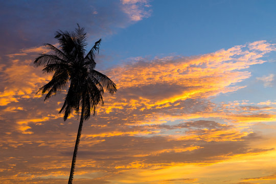 Tropical sunset with Coconut palm trees silhoette at beach