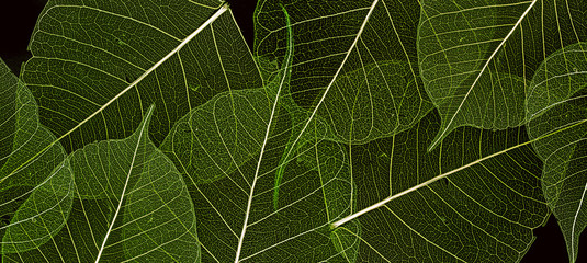 Naklejka na ściany i meble a leaf texture close up