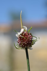 Лук виноградный Allium vineale