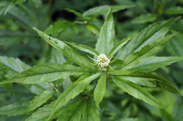 A forest plant with long green leaves and a small white inflorescence