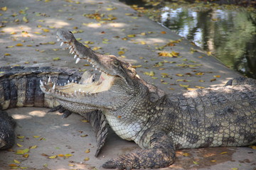 crocodile