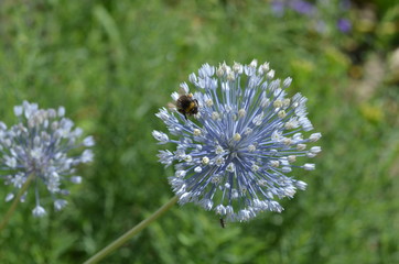 Голубой лук Allium caesium с шмелем