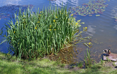 The big bush of Water Irises blossoms on the coast of the rural lake