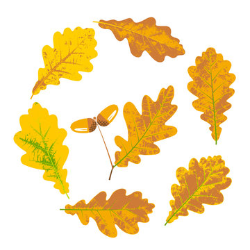 Oak yellow autumn leaves and acorns