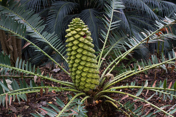 Obraz premium Encephalartos laurentianus shrub. Subtropical cycad evergreen palm like plant with red cones. Cycas.