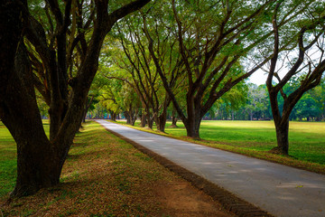 Tree Tunnel at Si Satchanalai Historical Park, a UNESCO World Heritage Site in Sukhothai, Thailand