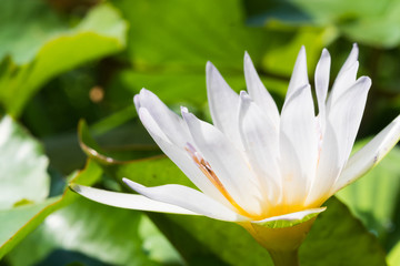 white lotus flower background,soft focus.