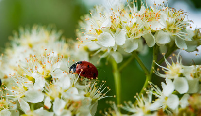 Fototapeta premium Spring landscape. Brush the blossoming Rowan beetle ladybug Coccinellidae