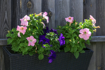 Petunia - a very beautiful summer flowers