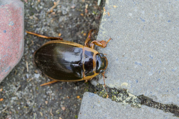 Beetle Dytiscidae water beetles on the pavement in the spring close-up