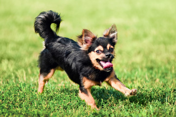 Fluffy chihuahua run on the green grass