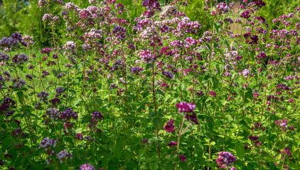Purple flowers of origanum vulgare or common oregano, wild marjoram.