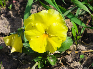 Yellow Viola flower detailed macro, selective focus, shallow DOF