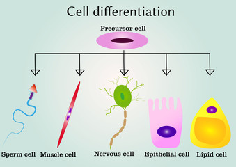 Cells differentiation from precursor cell  - obrazy, fototapety, plakaty