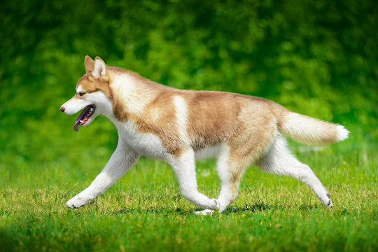 Siberian husky