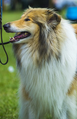 collie. Dog collie. The collie is a distinctive type of herding dog, including many related landraces and formal breeds. Portrait of purebred dog Rough Collie.