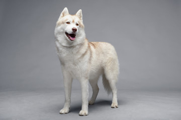 Fototapeta na wymiar Portrait of siberian husky on gray background