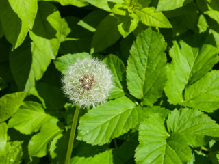 Dandelion with ripe seeds on bokeh background, macro, selective focus, shallow DOF