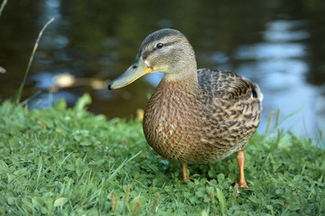 Close-up of a wild, female Mallard Duck standing on grass on background of lake