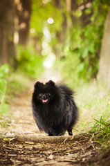 Black shpitz in summer park