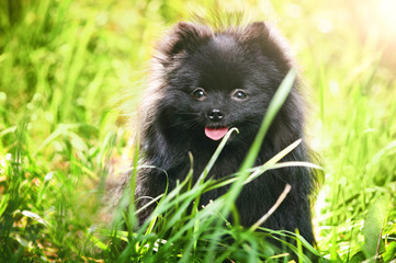 Black shpitz in summer park
