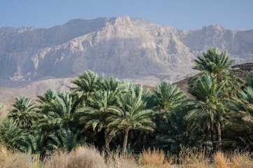 Fototapeta na wymiar Palm grove and desert mountain