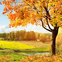 Tuinposter Geel Herfst landschap