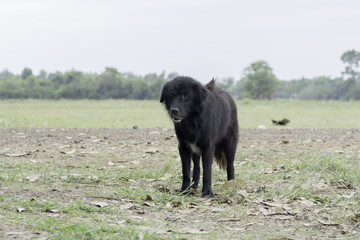 Fototapeta na wymiar Black furry dog Standing on the ground