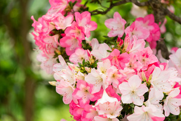 azalea(SATSUKI BONSAI)