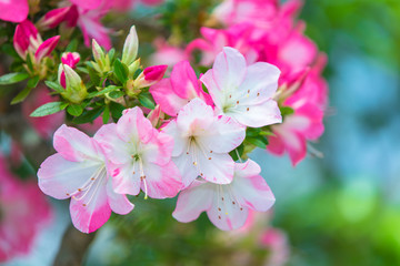 azalea(SATSUKI BONSAI)