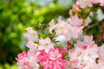 azalea(SATSUKI BONSAI)