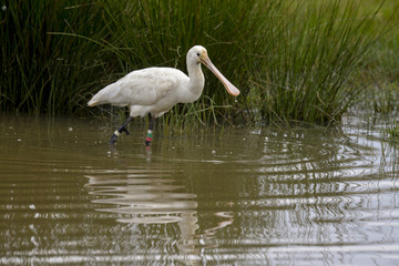 Spatule blanche, Platalea leucorodia, Eurasian Spoonbill