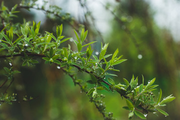 Winding willow bush in the garden. Selective focus.